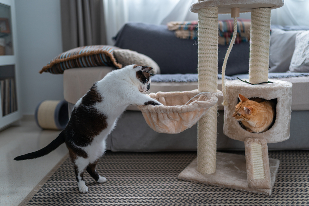 Black and white cat playfully swatting at something inside a box