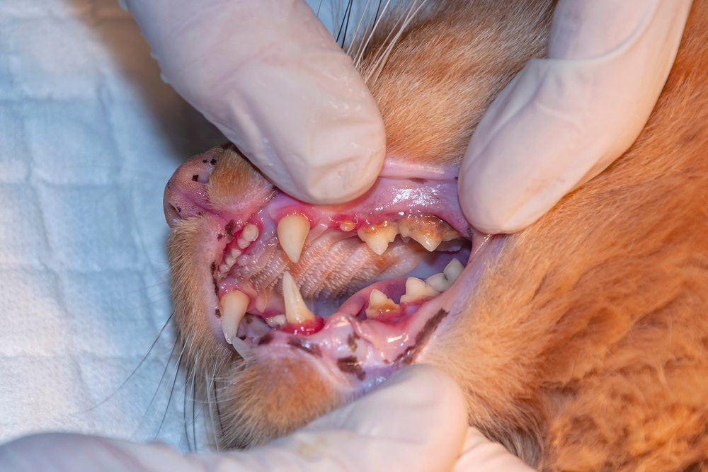 Professional veterinarian examining a cat's teeth during a dental checkup at an animal clinic