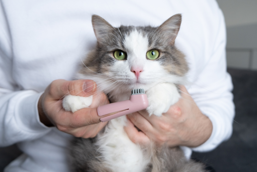Man brushing a gray cat's teeth with an animal toothbrush for at-home pet dental care