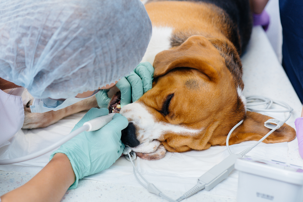 Veterinarian performing professional dental cleaning on a dog at Star of Texas Veterinary Hospital