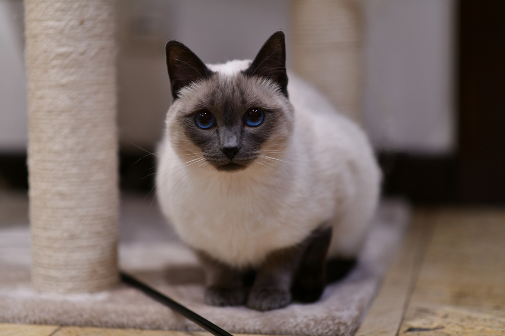 Siamese cat relaxing on a beige cat tree – enrichment and indoor cat wellness