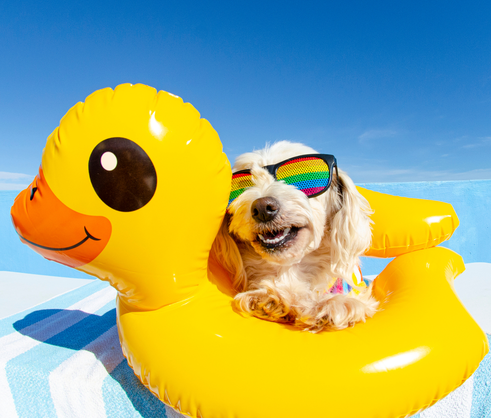 Happy dog wearing sunglasses floating in a pool ring — summer pet safety tips in Austin, TX