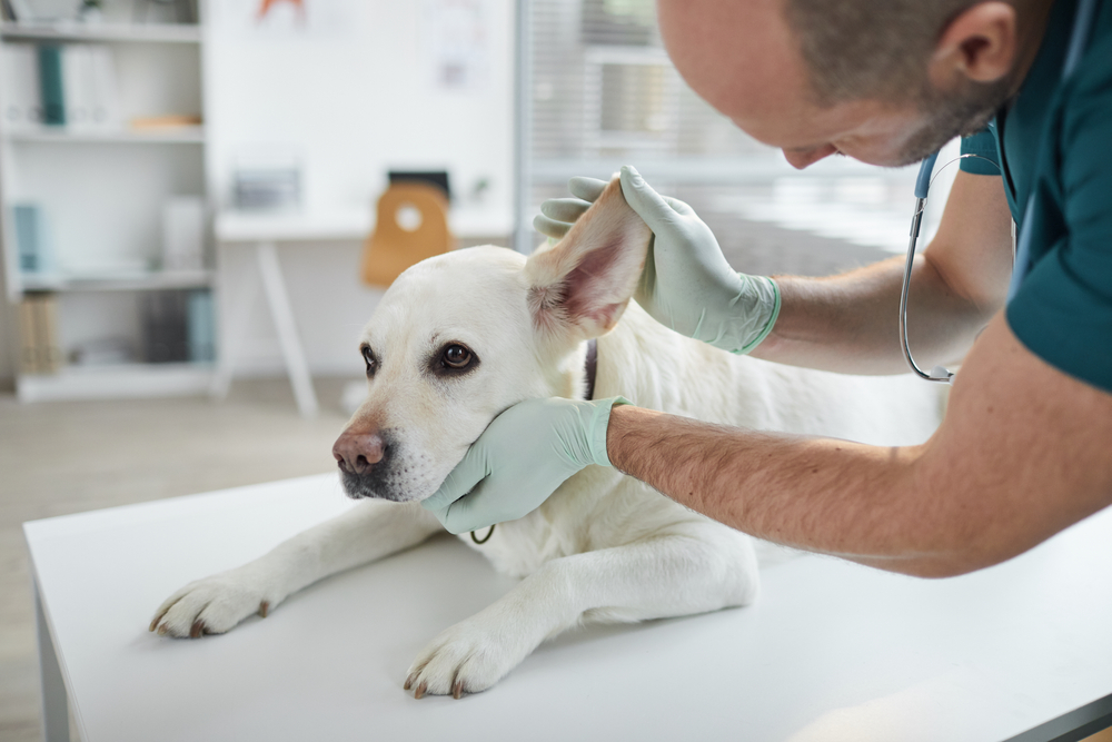 Mature veterinarian examining a dog's ears and hearing during a wellness exam