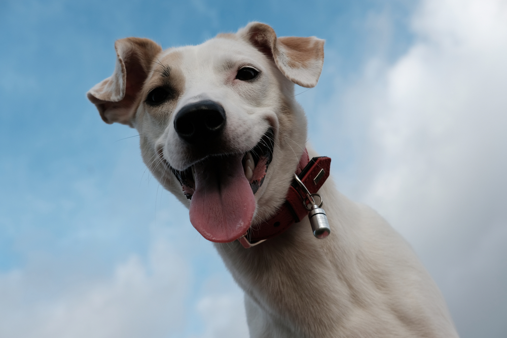 Happy white dog wearing a red collar smiling against a bright blue sky
