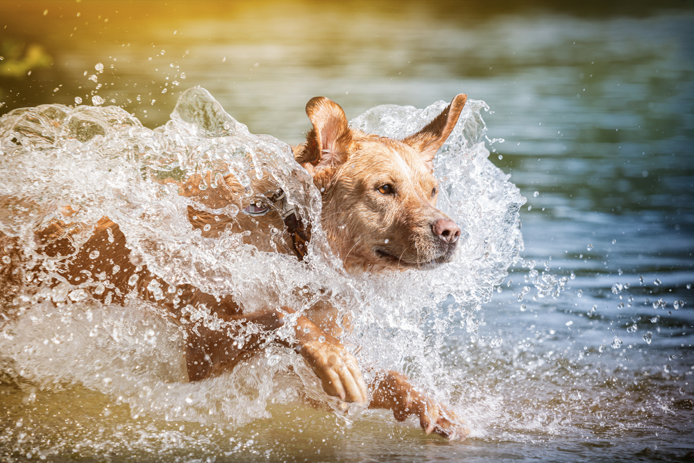 Energetic dog leaping and splashing through water during outdoor play