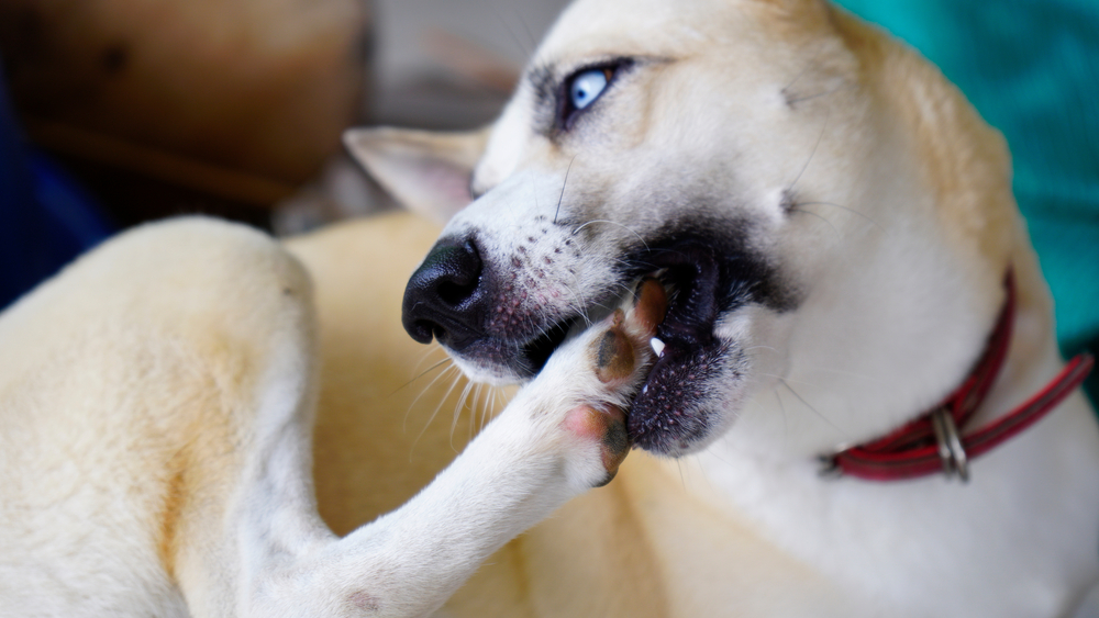Dog licking and gnawing at its leg due to itching caused by a fungal infection or skin condition
