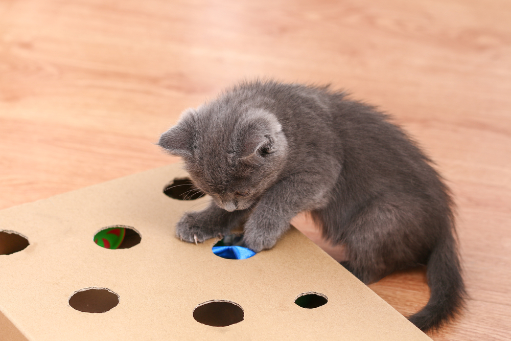 Playful kitten batting at a handmade cardboard interactive toy, encouraging enrichment at home