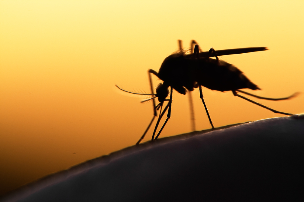 Close-up of a mosquito feeding on human skin — heartworm and parasite prevention in Austin, TX