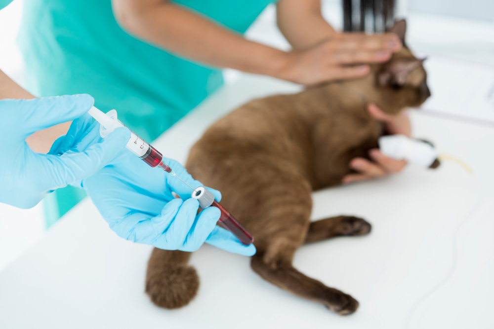 Veterinarian drawing blood from a cat for diagnostic testing at a vet clinic