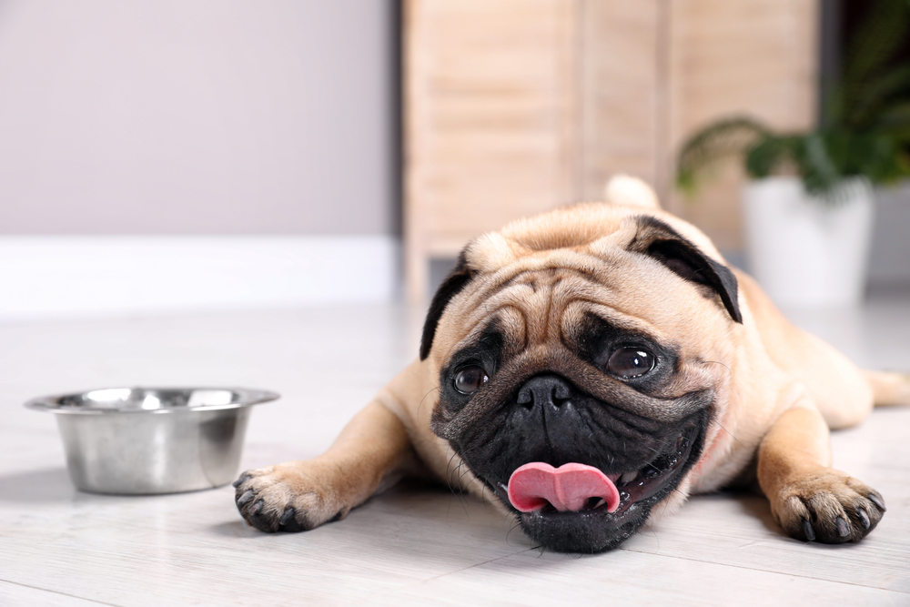 Pug dog showing signs of heat stroke lying near water bowl, a veterinary emergency in Austin TX