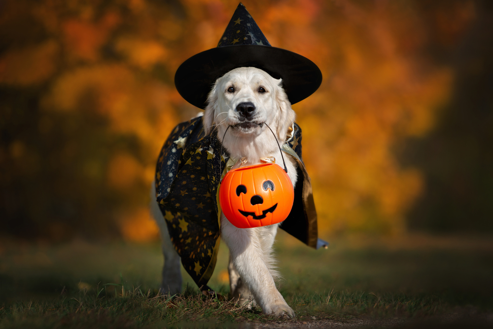 Dog wearing a Halloween costume walking outdoors — pet safety tips from Austin vet
