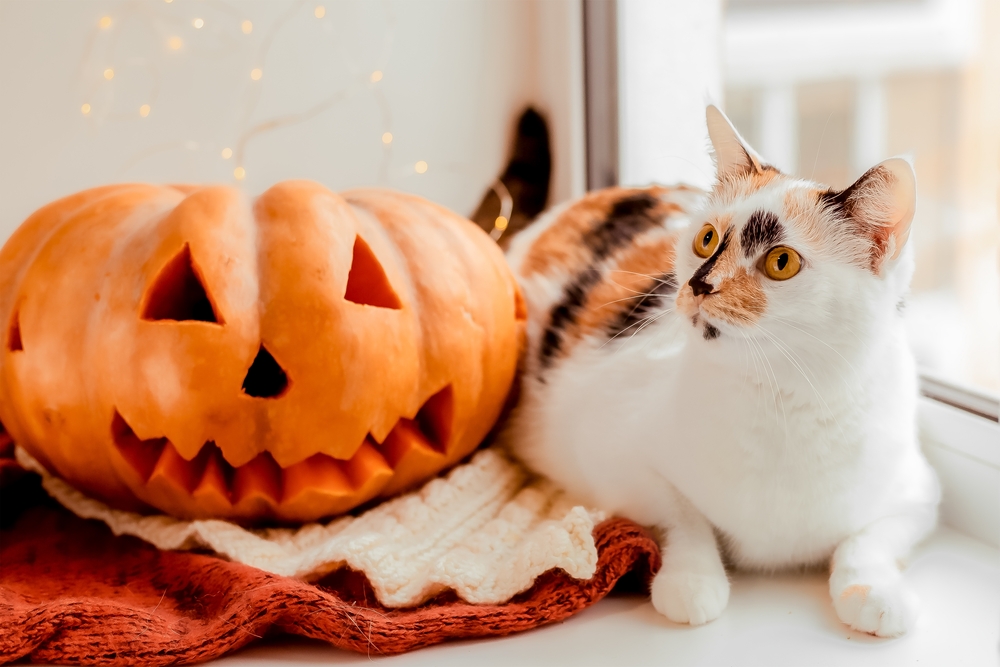 Cat sitting beside a Halloween pumpkin, festive holiday pet safety reminder