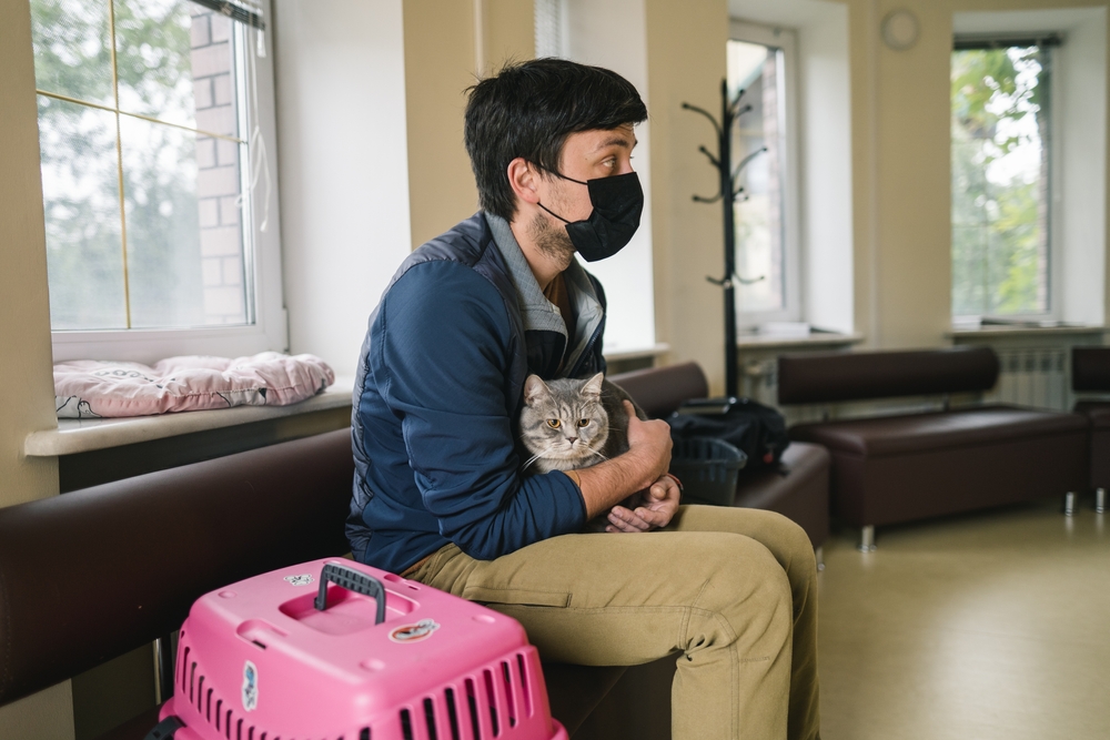Pet owner wearing mask holding a gray Scottish Straight cat during veterinary visit