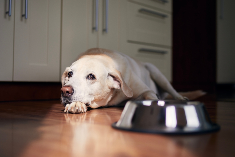 Senior Labrador Retriever with sad eyes waiting to be fed, highlighting senior dog care in Austin TX