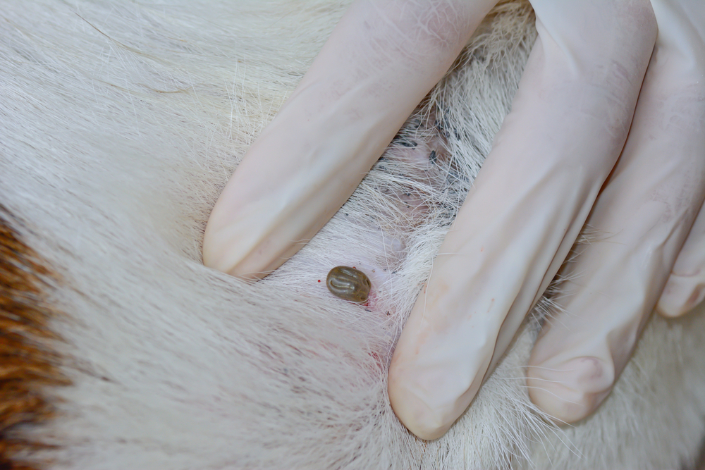 Close-up of adult tick embedded in dog fur — tick prevention and parasite control for pets