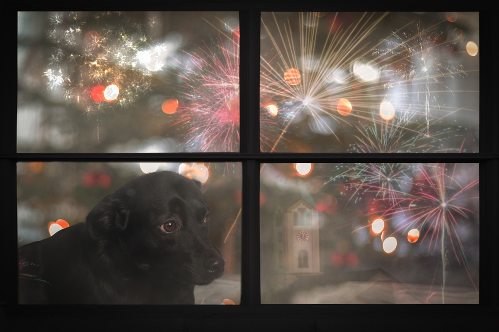 Sad puppy gazing out a window, reflecting signs of pet anxiety or separation distress