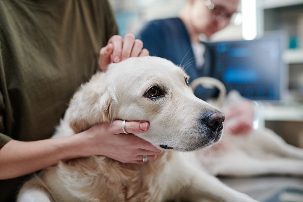 Veterinarian examining a sick dog on a clinic table during a general care checkup