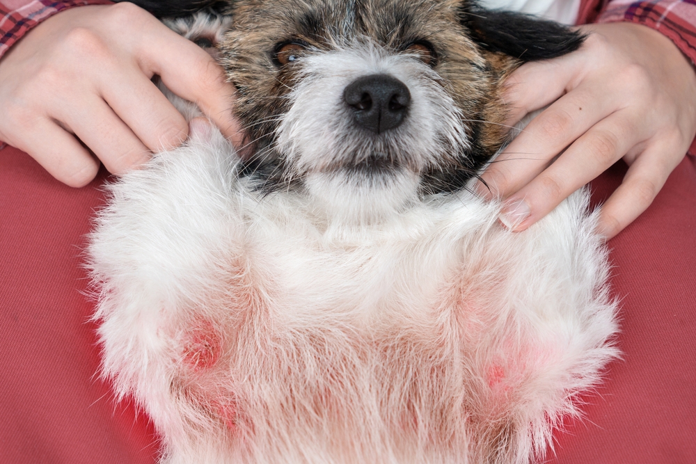 Dog with visible allergic skin wounds on its belly — diagnosing and treating pet skin conditions