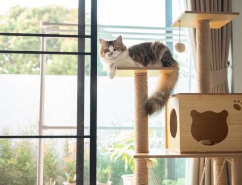 7 Ways to Stop Your Indoor Cat From Plotting World Domination
