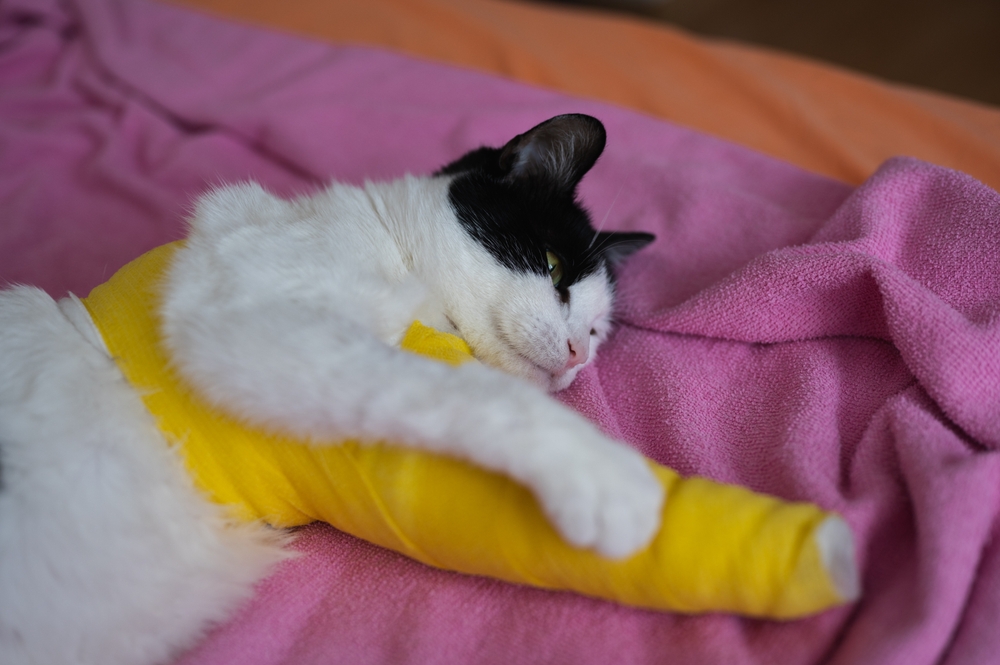 Bandaged injured cat resting in bed at home recovering from a fracture — pet injury care