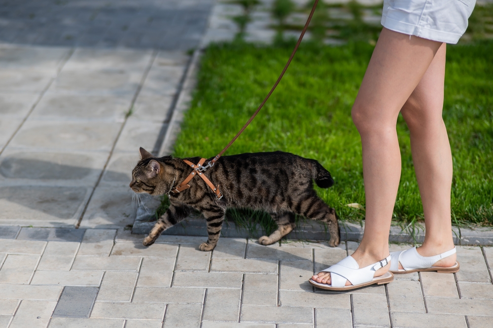 Woman walking a cat on a leash outdoors, enjoying pet-friendly exercise in Austin, TX