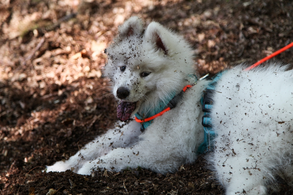 White Samoyed puppy digging playfully in the dirt outdoors — general pet care and wellness