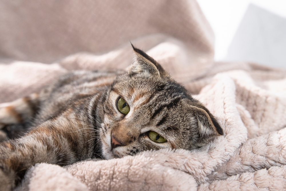 Domestic striped kitten with a sad face lying down — recognizing illness signs in cats