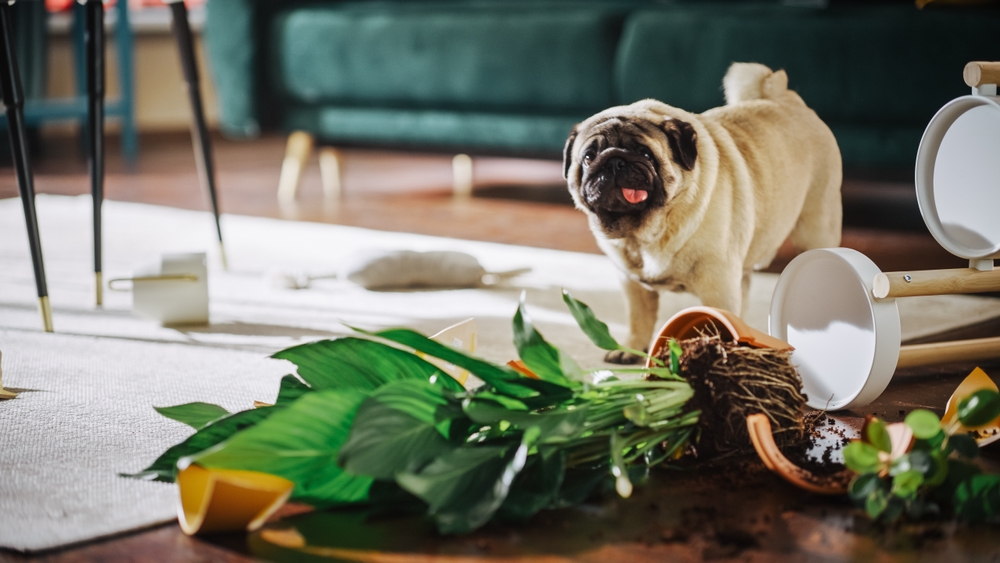 Curious pug dog sniffing a spotted potted flower plant, illustrating pet safety hazards at home