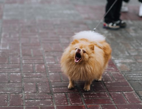 Ruffing Rover: Why Do Dogs Bark?