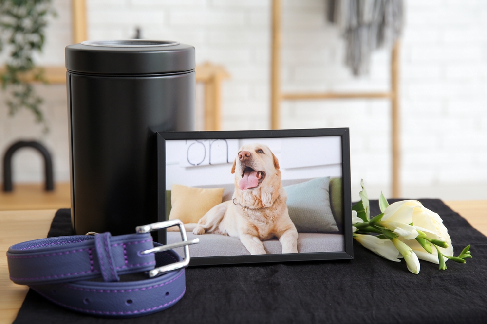 Pet memorial display with framed dog photo, collar, decorative urn, and flowers — compassionate pet loss support
