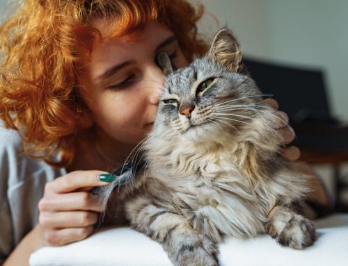 Keeping Your Cat Happy: Advice for Happy Cat Month