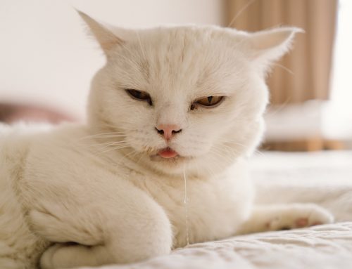 Wet Whiskers: Causes of Drooling in Cats