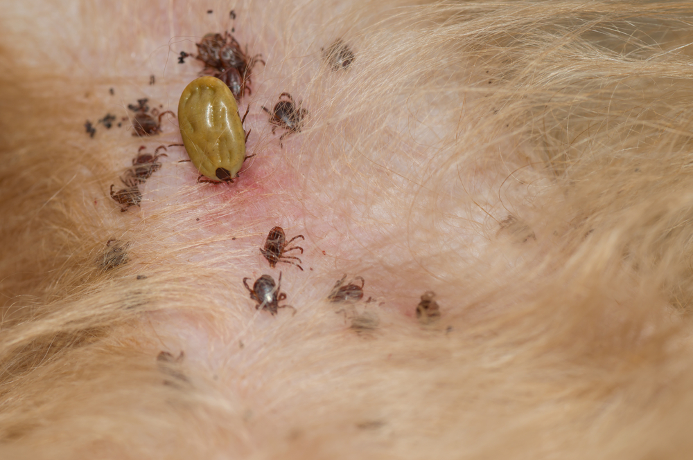 Close-up of a tick on a dog's skin, illustrating tick prevention and parasite control for pets