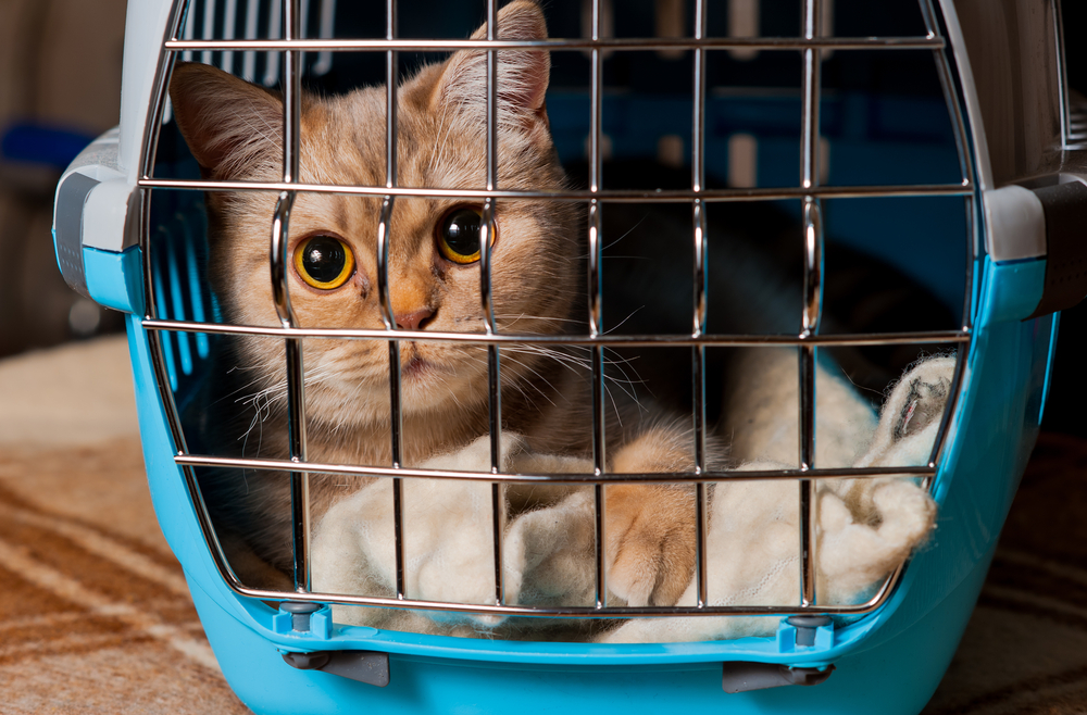 General veterinary care and pet health services at an animal hospital in Austin TX