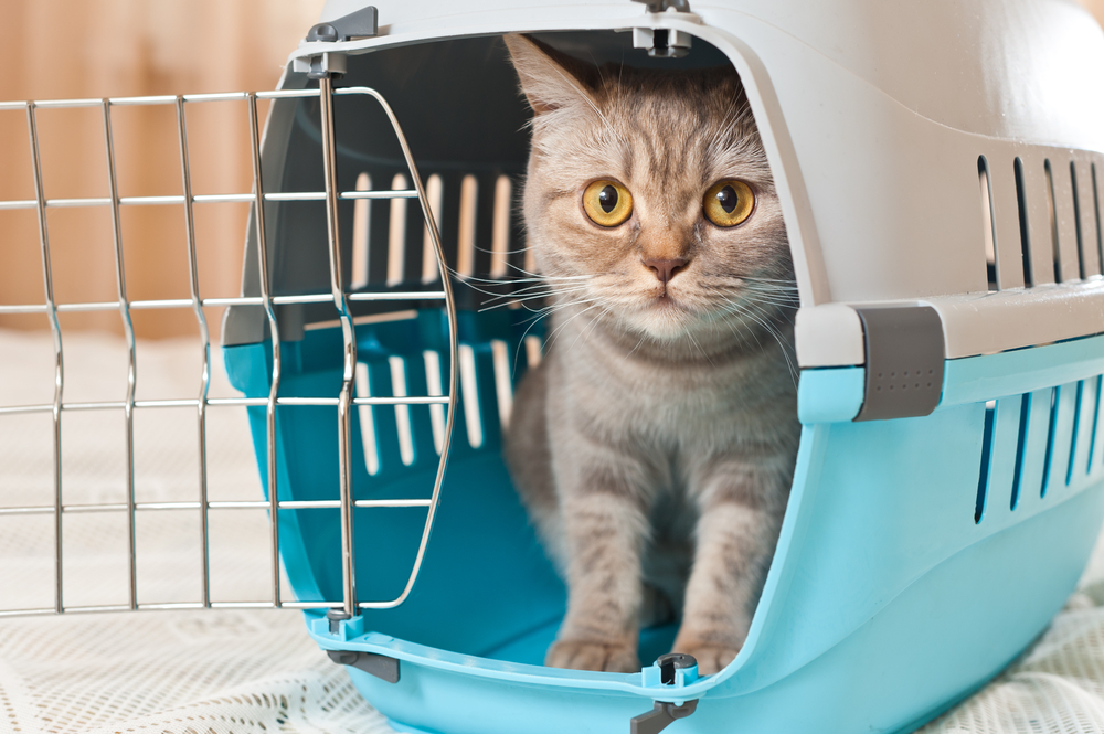 Cat sitting securely inside a pet carrier, ready for a veterinary visit in Austin, TX