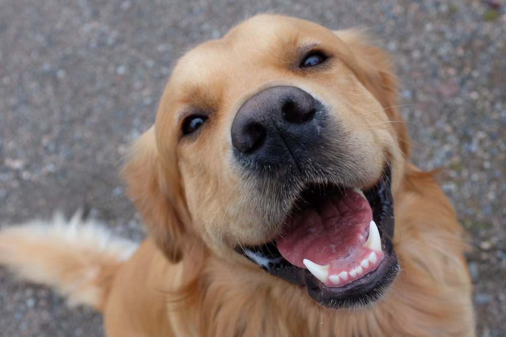 Golden Retriever showing a big smile with mouth open, highlighting canine dental health