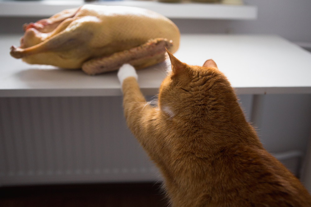 Cat sniffing raw meat — pet nutrition and safe feeding guidance from Star of Texas Vet