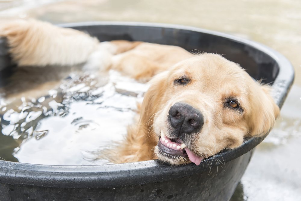 Healthy dog receiving general veterinary care at Star of Texas Veterinary Hospital