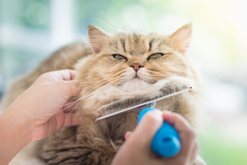 Asian woman gently brushing a Persian cat during pet grooming care session