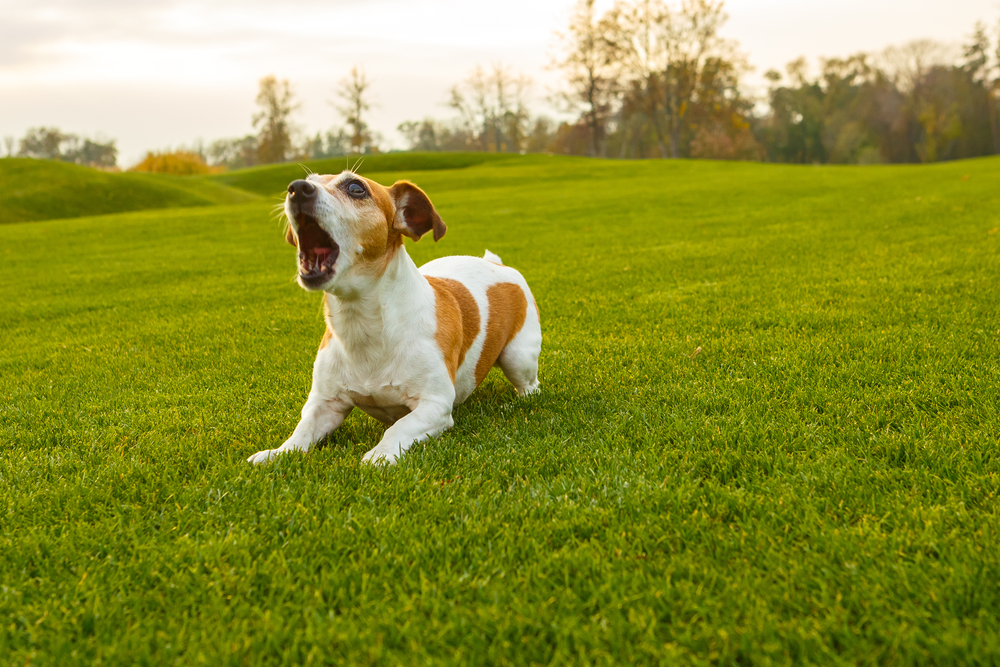 Dog barking with open mouth outdoors in a natural park setting