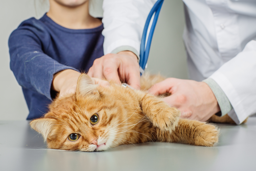 Veterinarian examining a kitten on a table at an animal hospital during a wellness exam