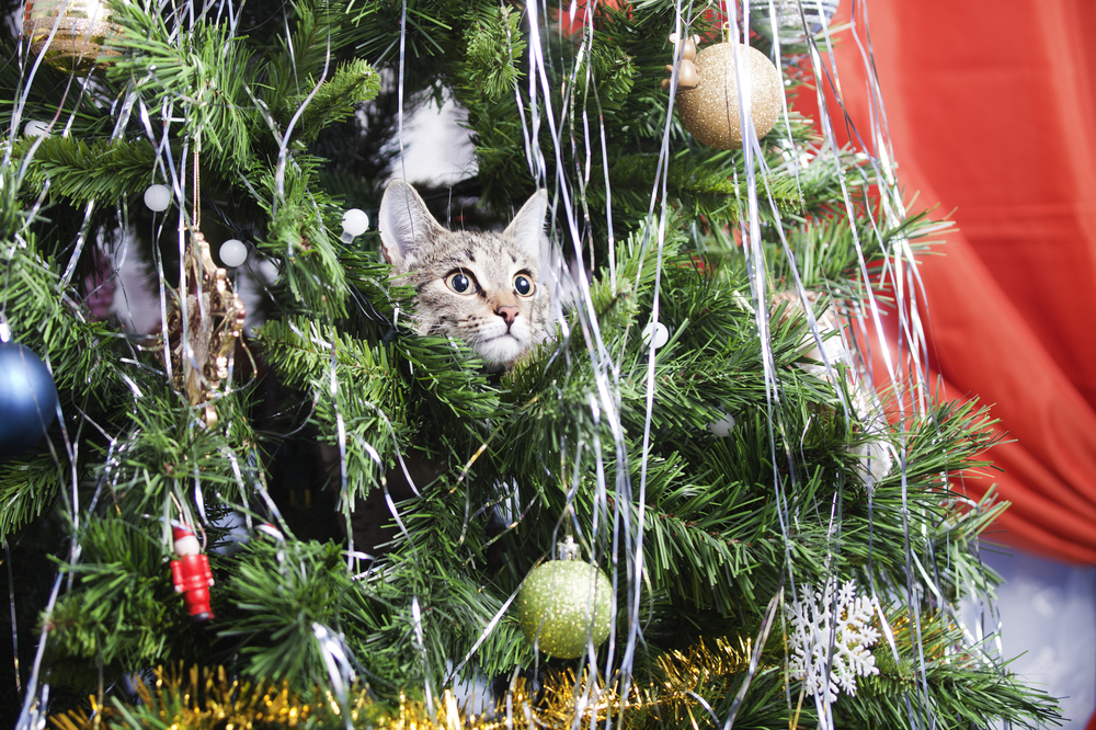 Mischievous kitten climbing a Christmas tree — holiday pet safety tips for cat owners