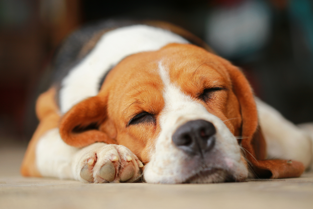 Beagle sleeping and resting peacefully — lethargy and pet health monitoring tips from Austin vets