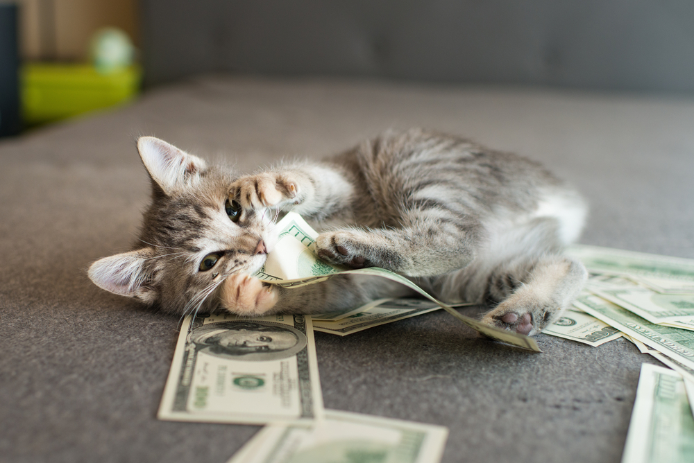 Gray kitten sitting next to coins and money — understanding veterinary care costs and pet health budgeting