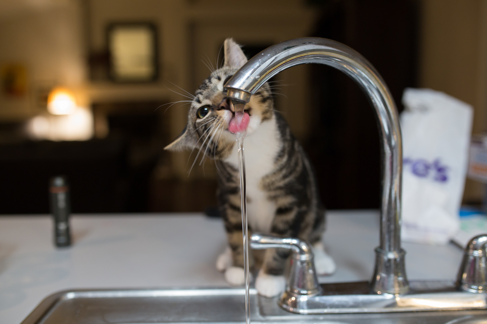 Small gray, black, and white kitten drinking water from a kitchen faucet