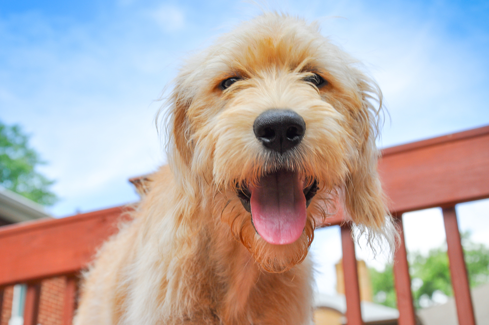Happy Goldendoodle puppy smiling outdoors — friendly and healthy dog veterinary care