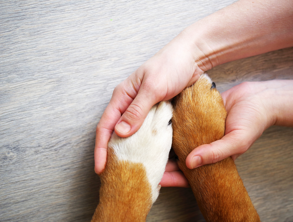 Pet receiving compassionate general veterinary care at Star of Texas Veterinary Hospital Austin TX