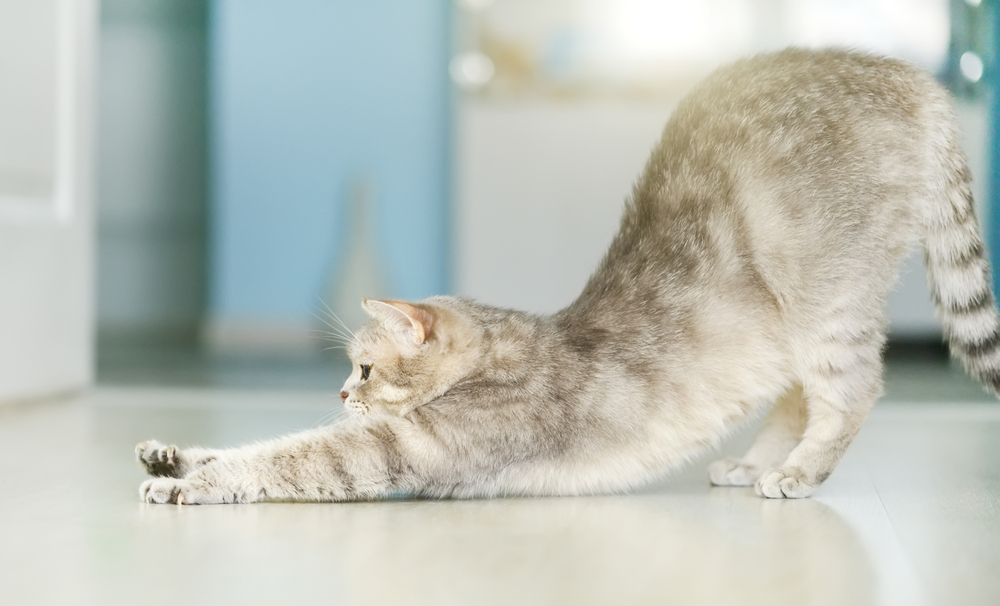 Cat stretching in a yoga-like pose — active, healthy cat wellness care in Austin, TX