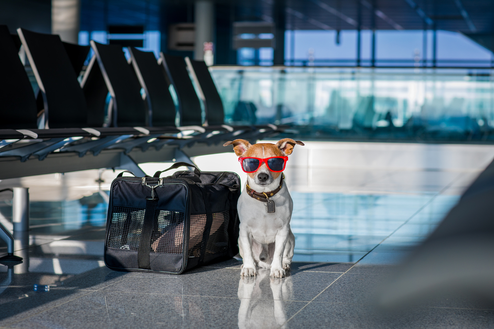 Jack Russell Terrier waiting in airport terminal with luggage, ready for holiday pet travel