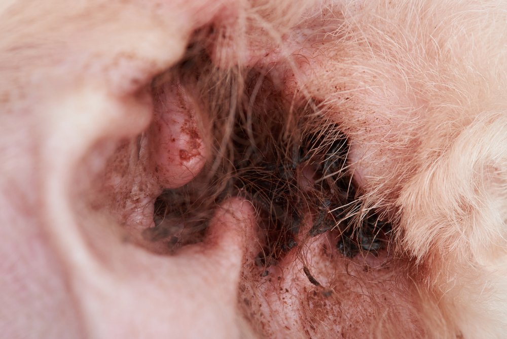 Close-up of a dog's ear showing signs of infection or dirt, highlighting the need for ear care